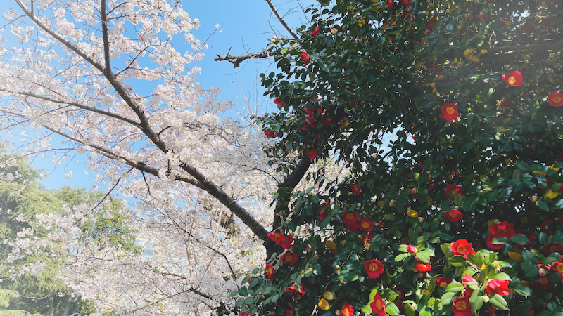 新宿御苑